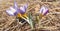 Violet crocus flowers in a spring prairie