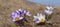 Violet crocus flowers in a spring prairie