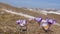 Violet crocus flowers in a spring prairie