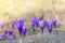 Violet crocus sativus in spring