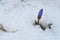 Violet Crocuse flower in the snow on Demerdzhi mountain slope in spring