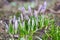 Violet crocuses with closed flowers