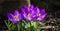 Violet crocuses in early spring garden. Close-up flowering crocuses Ruby Giant on natural green background