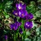 Violet crocuses in early spring garden. Close-up flowering crocuses Ruby Giant on natural green background