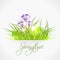 Violet crocuses egg in grass