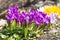 Violet crocuses flowers blooming