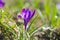 Violet crocuses flowers blooming