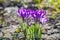 Violet crocuses flowers blooming