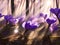 Violet crocuses in the forest close view AI generated art