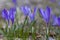 Violet Crocuses on a Small Forest Glade