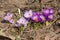 Violet crocuses under sunlight