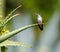 Violet Crowned Hummingbird Male.