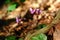Violet Cyclamen flowers