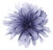 Violet dahlia flower white background isolated with clipping path. Closeup. For design.