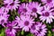 Violet daisies blossom