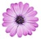 Violet Daisy Bornholmmargerite, Marguerite isolated on white background, including clipping path.