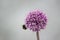 Violet Dandelion flower