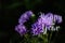 Violet daysies flower in garden,low key.