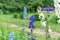 Violet delphinium flower is a perennial ornamental plant