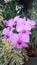 Violet Dendrobium orchids in bloom