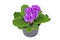 Violet double primrose in flower pot on white background