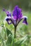 Violet Dwarf iris (Iris pumila)
