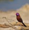 Violet-eared Waxbill - Beauty and the Thorn