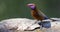 Violet Eared Waxbill male drinks water from a waterhole in Kalahari desert