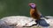 Violet Eared Waxbill male drinks water from a waterhole in Kalahari desert