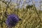 Violet Echinops bannaticus flower with bee over closeup on yellow dry grass background