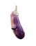 Violet Eggplant with `nose` Solanum melongena