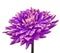 Violet-eggplant pink flower dahlia isolated on a white background. Close-up. Flower on a stem.