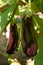 Violet eggplants growing