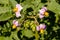 Violet faded flower of blooming potato in the garden