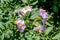 Violet faded flowers of blooming potato in the garden