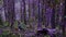 Violet fairytale forest. Fragile girl is resting on a stump in a thick, overgrown with moss and bog forest. In the hands