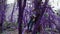 Violet fairytale forest. Girl is leaning against a moss-covered tree in a mysterious purple forest, zooming out. Fantasy