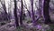 Violet fairytale forest. Two young people are walking in the magical purple forest on sunny day