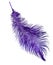 Violet feather