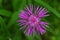 Violet field flower Centaurea diffusa close up