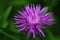 Violet field flower Centaurea diffusa close up