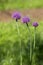 Violet florets of decorative onions