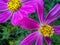 Violet flovers named cosmos, close up.