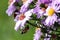 Violet Flower Aster Alpinus with a Bee, Czech republic, Europe