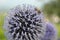 A violet flower with a bee.