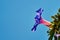 Violet flower bindweed against the sky