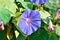 Violet flower bindweed close up on a background of green leaves.