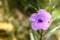 Violet flower bloomin spring nature background