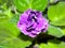 Violet flower of blooming saintpaulia