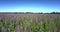 Violet flower blossoms covering boundless commercial field